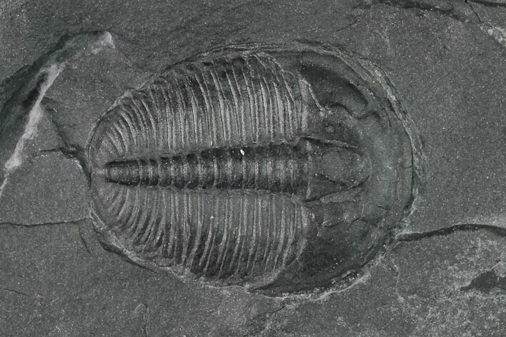 Elrathia Trilobite Fossil - Utah #139616